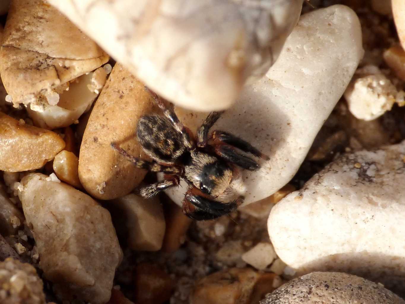Salticidae zampe massicce: Euophrys sulphurea - Tolfa (RM)